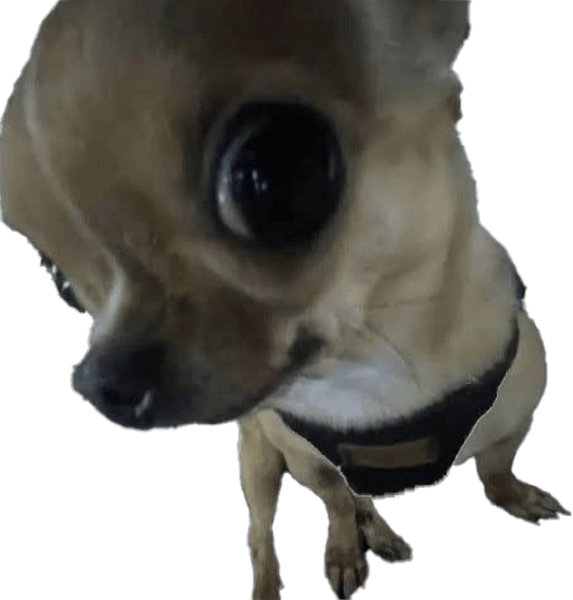 DogAyo emote for Discord