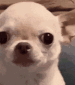 chihuahua_evil_smile emote for Discord