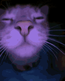 Cat emote for Discord