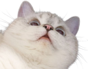 Nana_Up emote for Discord