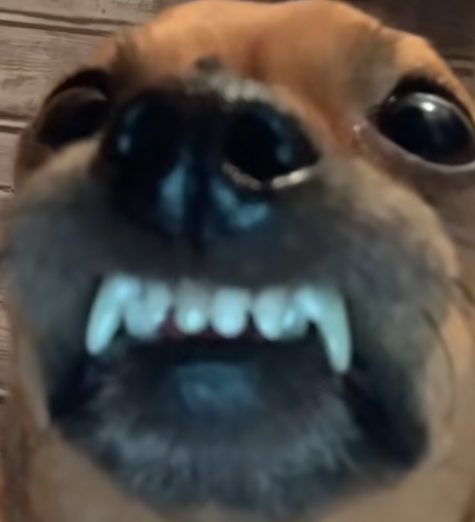 Dog emote for Discord