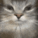 Gugus emote for Discord