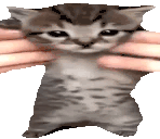 wigglecat emote for Discord