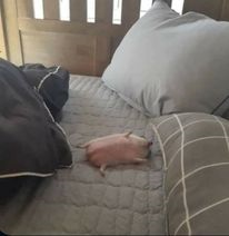 sleep emote for Discord