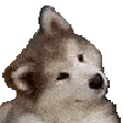 Husky_confused emote for Discord