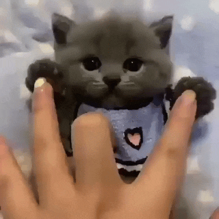 Kitten emote for Discord