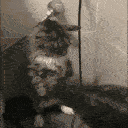 SadCat emote for Discord