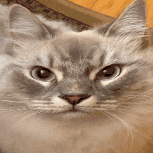 SkyMaow emote for Discord