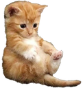 Cat emote for Discord
