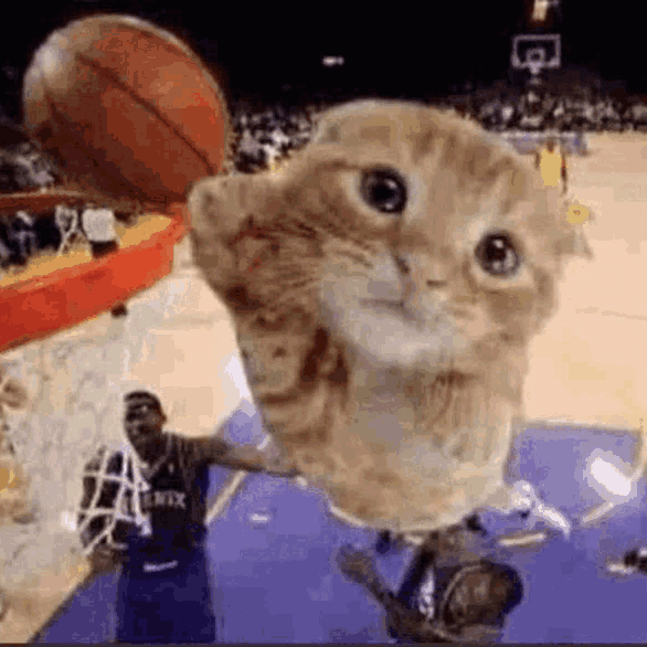 Basketball_cat emote for Discord