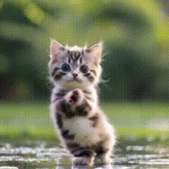 dancingcat emote for Discord