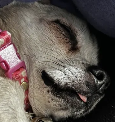 DOG_KEK_BUT_ALSO_SLEP emote for Discord
