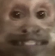 Capuchin_smile_monkey emote for Discord