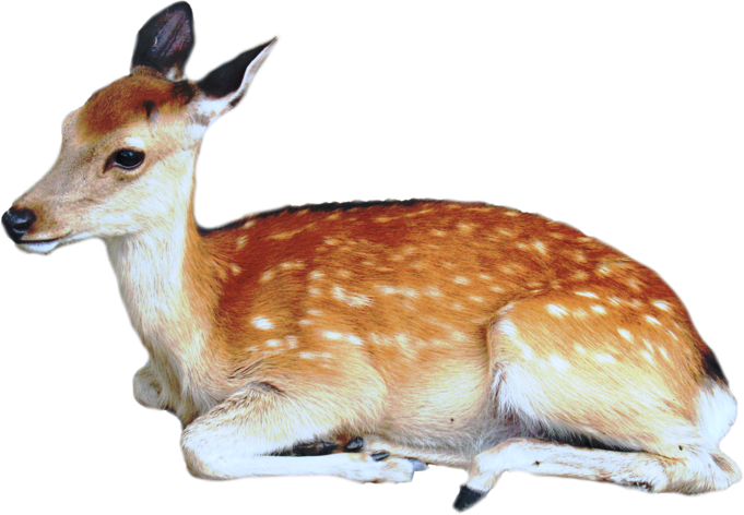 deer emote for Discord