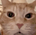 laughing_cat emote for Discord