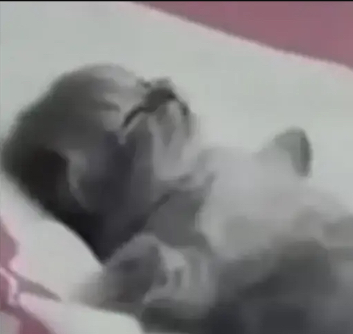 cat_sleep emote for Discord