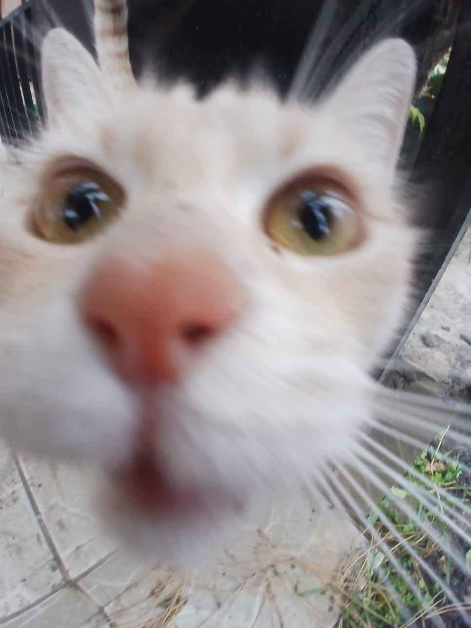 catstare emote for Discord