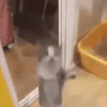 YippeeCat emote for Discord
