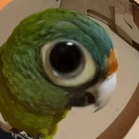 Parrot_staring emote for Discord