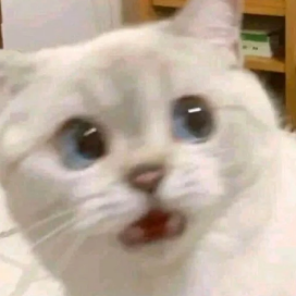 cat_what emote for Discord