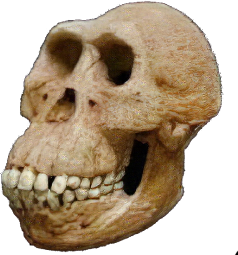 ape_skull emote for Discord