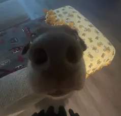 DogBoop emote for Discord