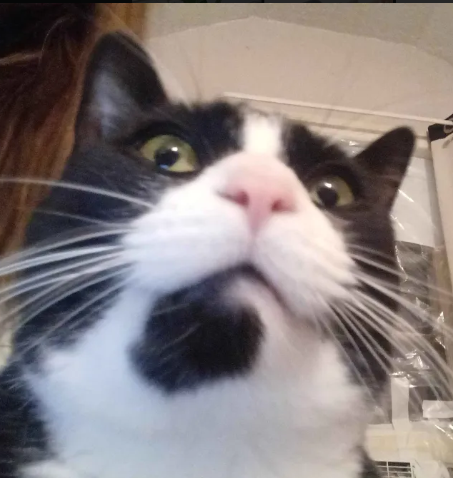 CatStare emote for Discord
