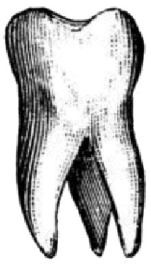 Tooth emote for Discord