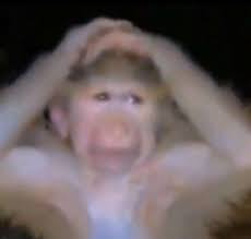 monkey_hand emote for Discord