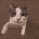 cat_kiss animated emote