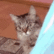kitty_peak emote for Discord