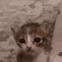 cat_crying emote for Discord