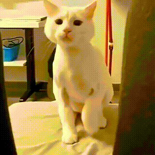 catgroove emote for Discord