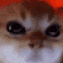 angry_cat emote for Discord