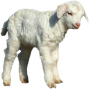 baby_sheep_goat emote for Discord