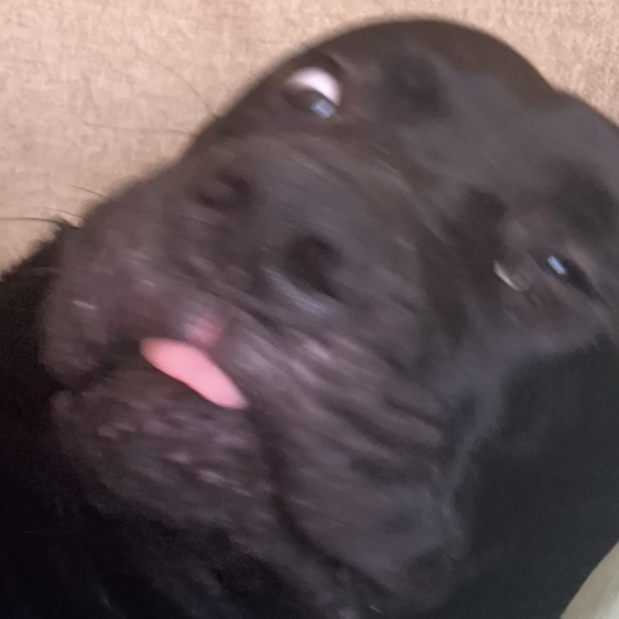 Laced emote for Discord