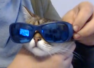 praline emote for Discord