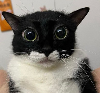 catsnug emote for Discord