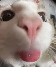 catbleh emote for Discord