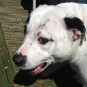 concerned_dog emote for Discord