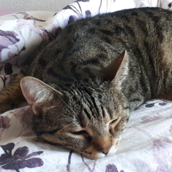 cat emote for Discord