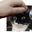busya emote for Discord