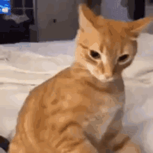 cat_rage emote for Discord