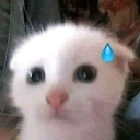 Cat_Scared emote for Discord