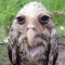 wet_owl emote for Discord
