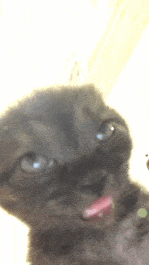 Yamii emote for Discord