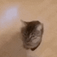 catheadbutt emote for Discord