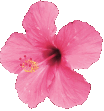 TropicalFlower emote for Discord
