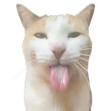 CatLick emote for Discord