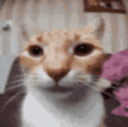 CatStare emote for Discord